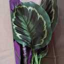 Briful 24.8" Artificial Calathea Medallion Plant Fake Plants Home Décor Tropical Faux Plant in Pot for Home Garden Office Decoration