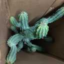 Artificial Cactus Plant 32 Inch Faux Desert Cacti Fake Cactus Potted Plant with Black Planter for Home Garden Office Indoor Outdoor Decoration