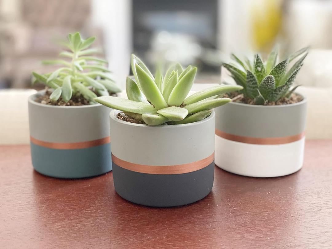 Assorted Nordic Cement Succulent Pots 3.5" Planters with Drainage | 3 Pack