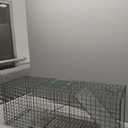 Humane Way Sentinel 32 Inch Live Animal Trap - No Assembly Required - Safe Medium Traps for All Animals - Raccoons, Cats, Groundhogs, Opossums - 32" L x 10.5" W x 12.5" H