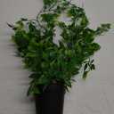 Hanging Potted Plant Fake Plant Decor -Season Decor Artificial Wall Art