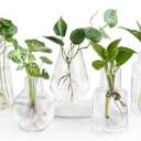 Mkono Propagation Vases for Plants, Set of 5 Small Glass Jar Planters for Hydroponic Cutting Flowers, Plant Station Bud Vases for Centerpieces Home Office Decor Gift (Clear)