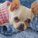 FABRICASTLE Baby Blanket 30" x 40" for Boys and Girls Super Soft Cozy Blankets for Infants Stroller Blanket (Blue, 30" x 40")