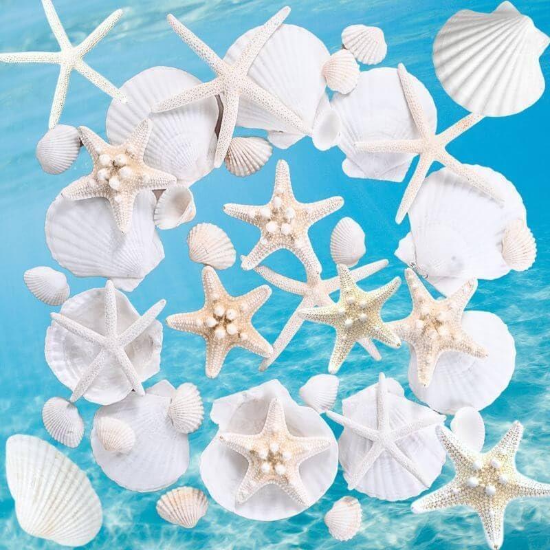 24PCS Sea Shells for Crafts Decoration - Real White Natural 2"-5" Scallop Shells and Starfish Coastal Christmas Craft Supplies, Beach Party, Painting, Easter DIY, Vase,Baking Shells, Birthday Gift