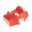 Dental Implant Training Model with Maxillary Sinus Lift Practice Realistic Simulation Jaw Cavity Lift Implant Placement Model