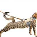 Tactical Cat Harness and Leash for Walking Escape Proof Breathable Mesh Fabric, Jungle Camo, Medium, Adjustable Cat Walking Jackets, Padded Stylish Cat Vest (M 5.5-9LBS)
