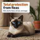Amazon Basics Preventative Topical Flea Treatment and Control for Medium Cats (5-9 Pounds), Fast-Acting, Kills Fleas, Prevents Infestations, 6-Count