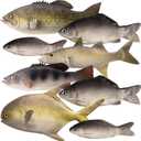 Blueweenly 16 Pcs Fake Fish Artificial Fish Toy 6 Types Lifelike Stuffed Pretend Realistic Sea Fishes Models for Photography Props Party Favor Display Kitchen Decor