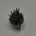 Bambeco Tabletop Bamboo Decoration Plant