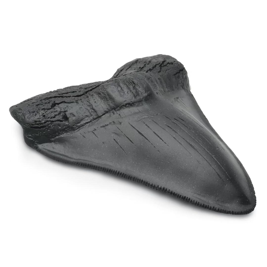 Carcharodon Megalodon Giant Shark Tooth with Serrations, Suitable for Museums, Schools, Home Collections (5.5 inch, Black)