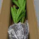 Faux Plants Dracaena Artificial Plant Realistic Green 16.1" Fake Plants in Pot Small Indoor Plants Fake Potted Plants Artificial Decor for Home Living Room Bathroom Office House Table Desk Shelf