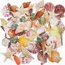 Sea Shells Mixed Beach Seashells 9 Kinds 1.2"-3.5 "Various Sizes Natural Seashells and 2 Kinds of Natural Starfish for Beach Themed Party DIY Crafts Fish tank Vase Fillers Home Wedding Decorations