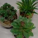 Briful Artificial Succulents Plants in Ceramic Pots, 3 Pack Faux Succulent Set with Gold Geometric Planters – Modern Desk Decor for Home Office Shelf Bathroom, Small Fake Plants Potted