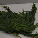 8 Pcs Christmas Norfolk Pine Stems, 36 Inch Real Touch Artificial Norfolk Pine Branches Christmas Greenery Stems, Faux Pine Branches for Vase DIY Garland Wreath Indoor Outdoor Home Decor