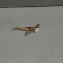 Safari Ltd. Wild Safari Prehistoric World Monolophosaurus Figurine - Detailed 7.5" Plastic Model Figure - Fun Educational Play Toy for Boys, Girls & Kids Age 3+