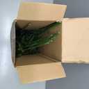 Jutom Christmas Norfolk Pine Branches, Artificial Norfolk Branch Faux Plants Greenery Stem Pine Picks for Christmas Vase DIY Crafts Centerpiece Garland Wreath Home Decor (12 Pcs,18 Inches)