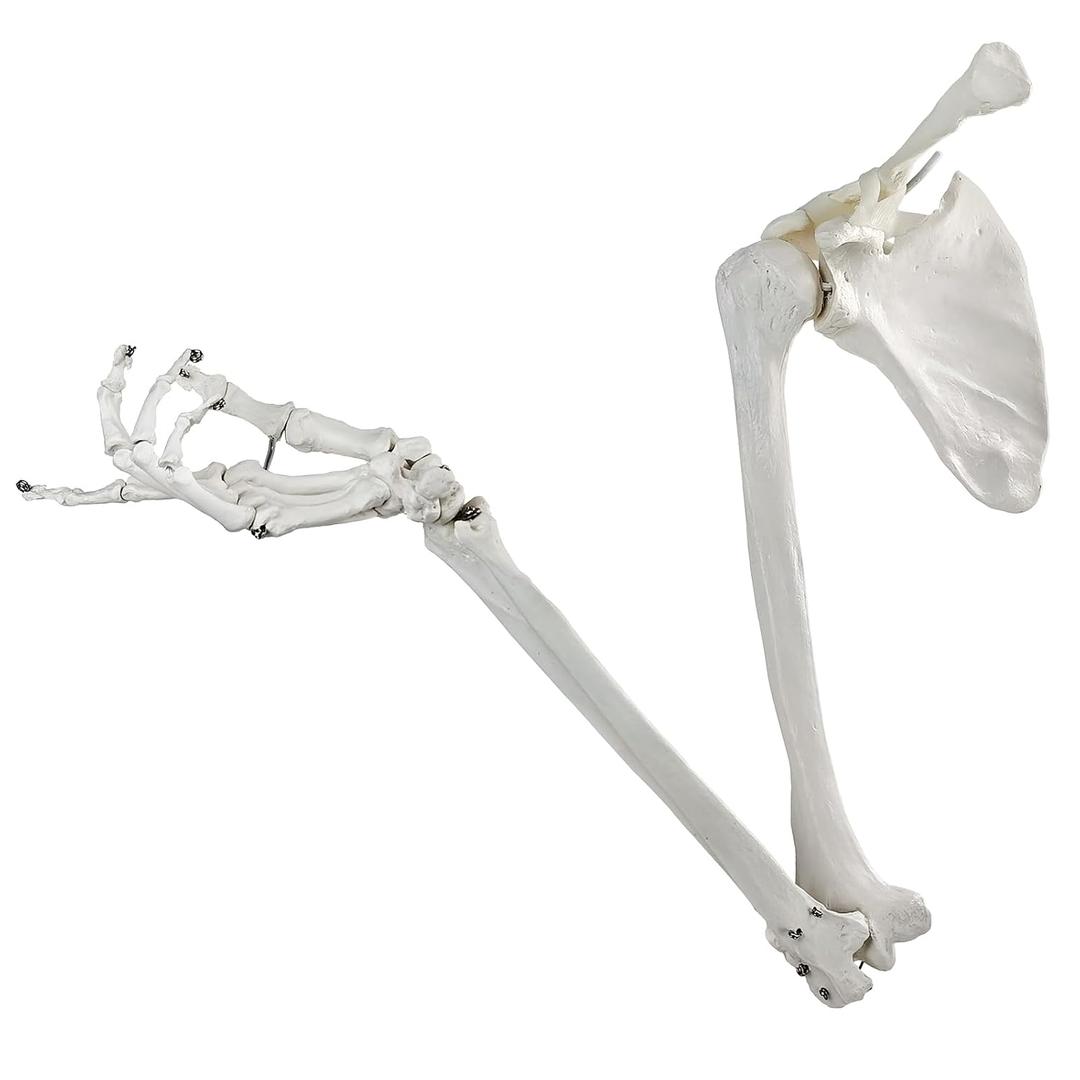 Human Upper Limb Skeleton Anatomical Model, Life Size Human Arm Skeleton Model with Movable Shoulder and Hand Joints Clavicle and Scapula for Medical Science Education Study or Teaching
