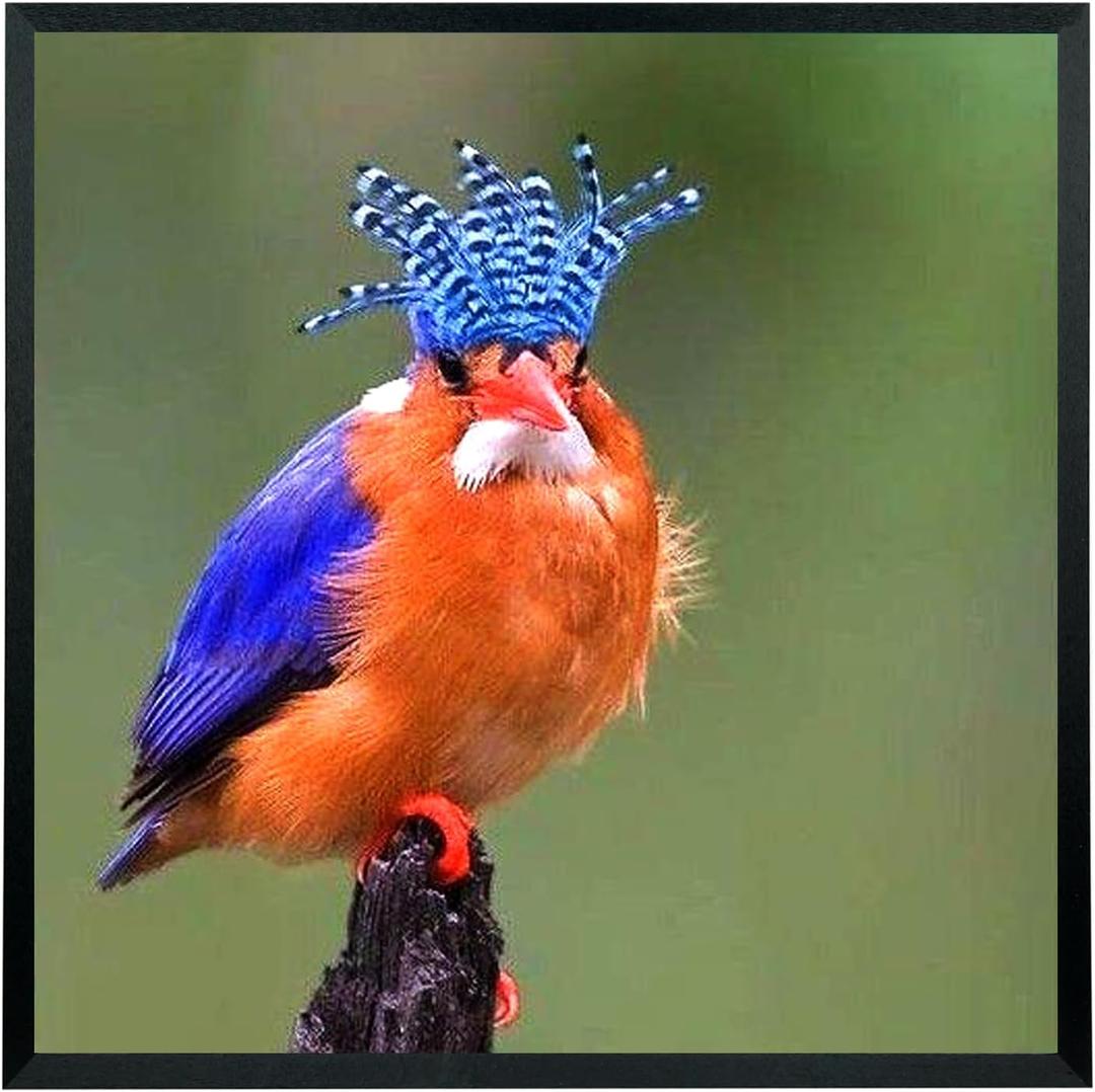 Mxtallup 19x20 Picture Frame Solid Wood 19x20 Poster Frame for Wall Photo Frames Family Black (T22B1920)