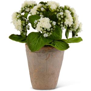 9.5 Inch White Kalanchoe in Distressed Clay Pot