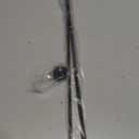 Magnetic Curtain Rods for Metal Door, 18 to 30 Inch Curtain Magnet Rod 3/8 Inch Diameter Magnetic Caf Rod Adjustable Appliances for French Doors Cafe Window (Black, 1 Pack)