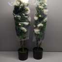 Artificial Camellia Tree 2 Pack - Realistic Camellia Plants in Pot with White Flowers, Lifelike Faux Greenery for Living Room, Patio, or Wedding, White