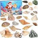 Seashells Advent Calendar 2025, 24 Day s of Christmas Countdown Gift, Marine Shell Collection Educational and Scientific Gifts for Learning, Ideal for Ocean Enthusiasts