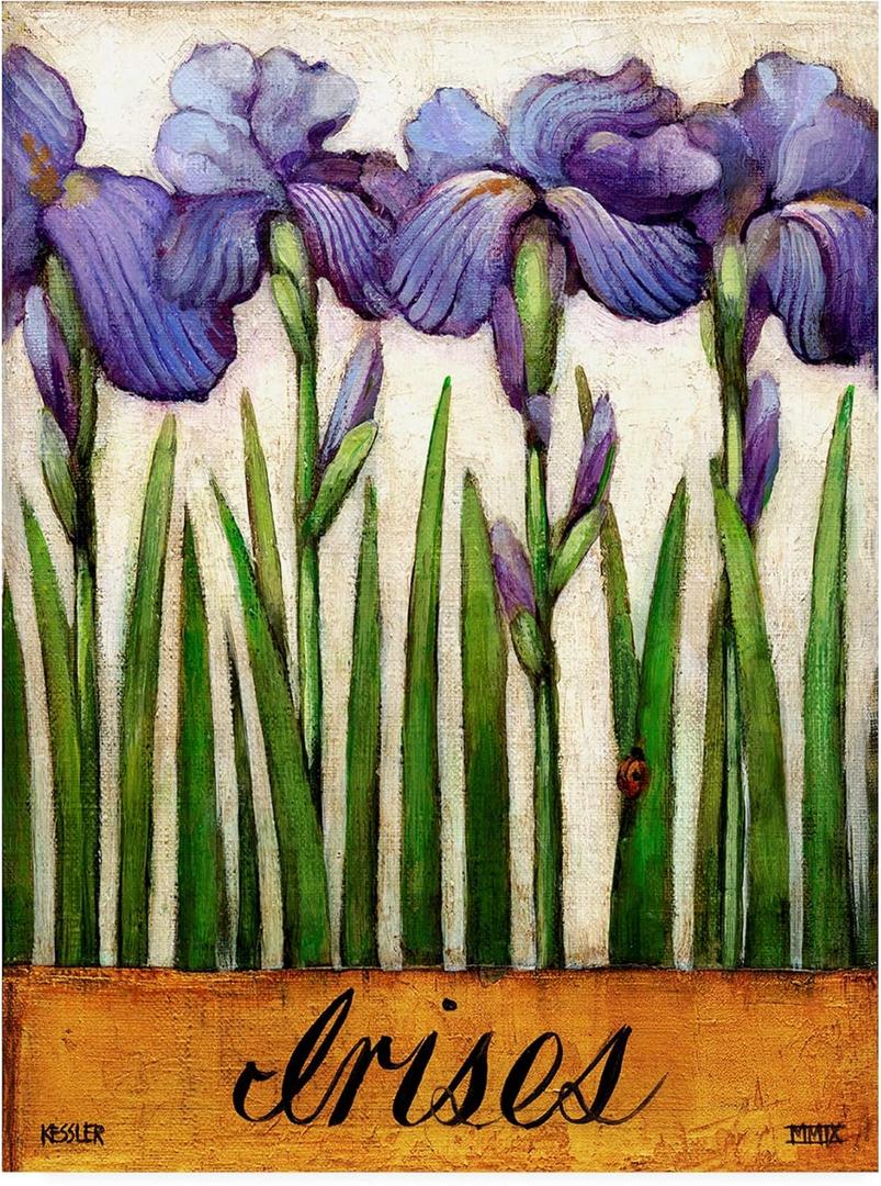 Trademark Fine Art, 14x19 Irises Purple by Daniel Patrick Kessler