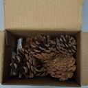 JOHOUSE 18PCS Hanging Natural Pine Cones (1.5"2.5"), Rustic Pinecones with Strings for Fall Garland, Christmas Tree Ornaments, Wreath Making, Vase/Bowl Filler Winter Decor (Multi Color)