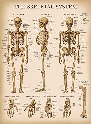 Palace Learning Vintage Skeletal System Anatomical Chart - Human Skeleton Anatomy Poster (LAMINATED, 18" x 24")