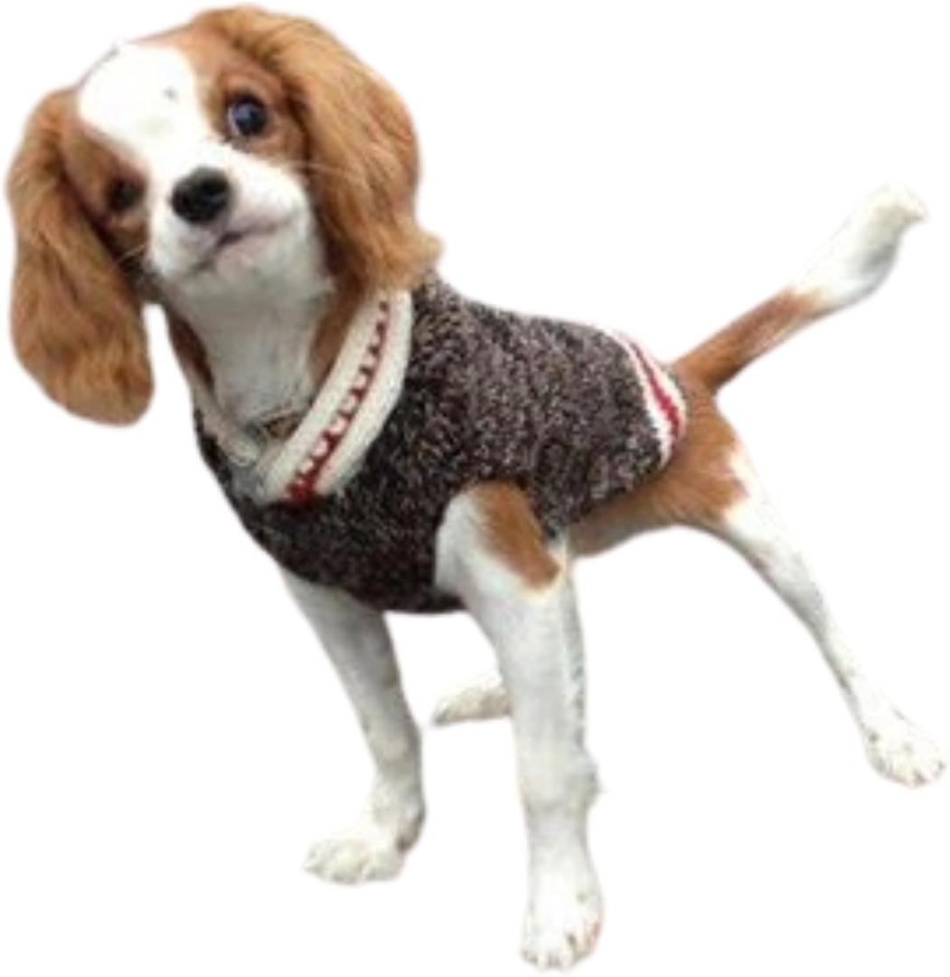 Boyfriend Dog Sweater (Small)