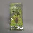 10 Pack Vertical Air Plant Holder (Suction Cup, Stainless Steel Tillandsia Air Plant Planter) A Unique Set of Air Plant Containers for Creating Tillandsia Art Display on Window. - Large