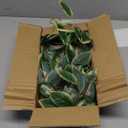 DILATATA Fake Hanging Plants Artificial Hanging Plants 92 Leaves Faux Peperomia Hanging Leaves Plants for Wall Shelf Home Indoor Outdoor Decor - 2 Pack