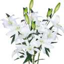Lily Artificial Flowers Bulk 30 Long Stems 12 Silk Flower Heads Bouquet Wedding Decoration Indoor Home Decor DIY Floral Crafts Table Centerpiece Mothers Day Gift, 3pcs (White)