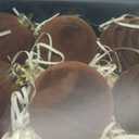 12 Pcs 3.15 Inch Velvet Christmas Tree Ornaments BulkFlocked Christmas Balls Plastic Shatterproof Xmas Hanging Ornaments Decorations Set for Tree Garland Wreath (Brown)