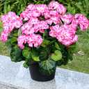 Set of 2 Artificial Flowers Potted for Outdoor, Pre-Made Faux Geranium Plants in Pots UV Resistant Pink Silk Fake Flower Large Potted Plant for Gardens Yards Patios Paths Home Decor - Pink
