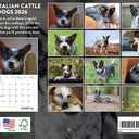 Australian Cattle Dog Calendar 2026 Monthly Wall Calender 12 Month | American Made In The USA