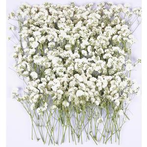100Pcs White Babys Breath Dried Pressed Flowers for Crafts,Xinxinran Dry Flower Kit for Wedding Invitation Accessories,Bookmark,Jewelry Molds,Candle Making Supplies, Soap, Frame, Cakes