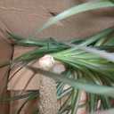 Hollyone Fake Plants Artificial Potted Plants Artificial Ponytail Palm Plant in Pots Faux Bonsai Plants for Office Table Desk Shelf Bathroom Bedroom Greenery Decoration Room Indoor Home Decor