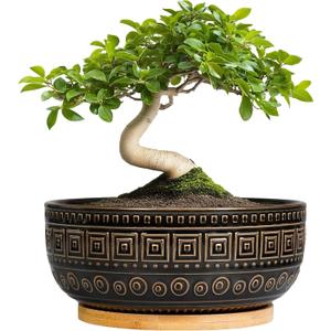 G EPGardening Bonsai Planter - 8 Inch Ceramic Succulent Pots with Drainage and Plant Saucer, Round Shallow Planter Bowl for Indoor Plants Flower, Boho Garden House Decor, Plant Lovers Gifts, Black