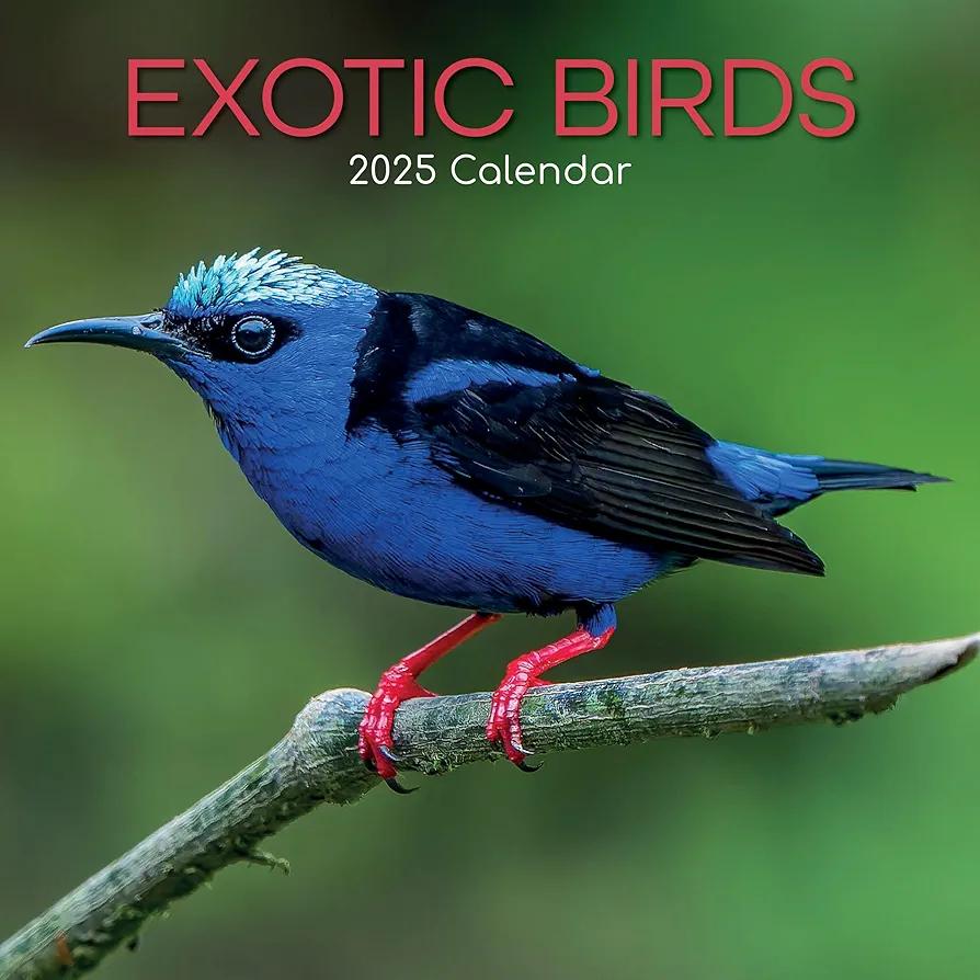 The Gifted Stationary 2025 Square Wall Calendar, Exotic Birds, 16-Month Animals Theme Hanging Calendar with 180 Reminder Stickers, Month Planner for Home and Creative Spaces, 12x12 In