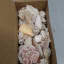 Super Z Outlet Sea Shells Mixed Beach Seashells - Various Sizes up to 2" Shells -Bag of Approx, 50 Seashells