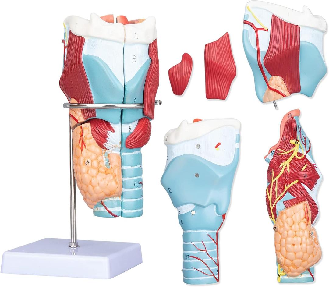 Healthible Human Larynx Model - 2X Anatomically Detachable Throat Model for Hospital Classroom