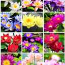 35 pcs Bowl Lotus Seeds Mixed Water Lily for Planting Water Features Bonsai (EXP 08/11/26)