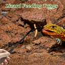 Reptile Feeding Tongs, Stainless Steel Lizard Feeding Tongs, Aquarium Curved Feeding Tweezers for Reptiles with Rubber Tip, Terrarium Feeding Tongs 14.96" L, Black Silver Tone