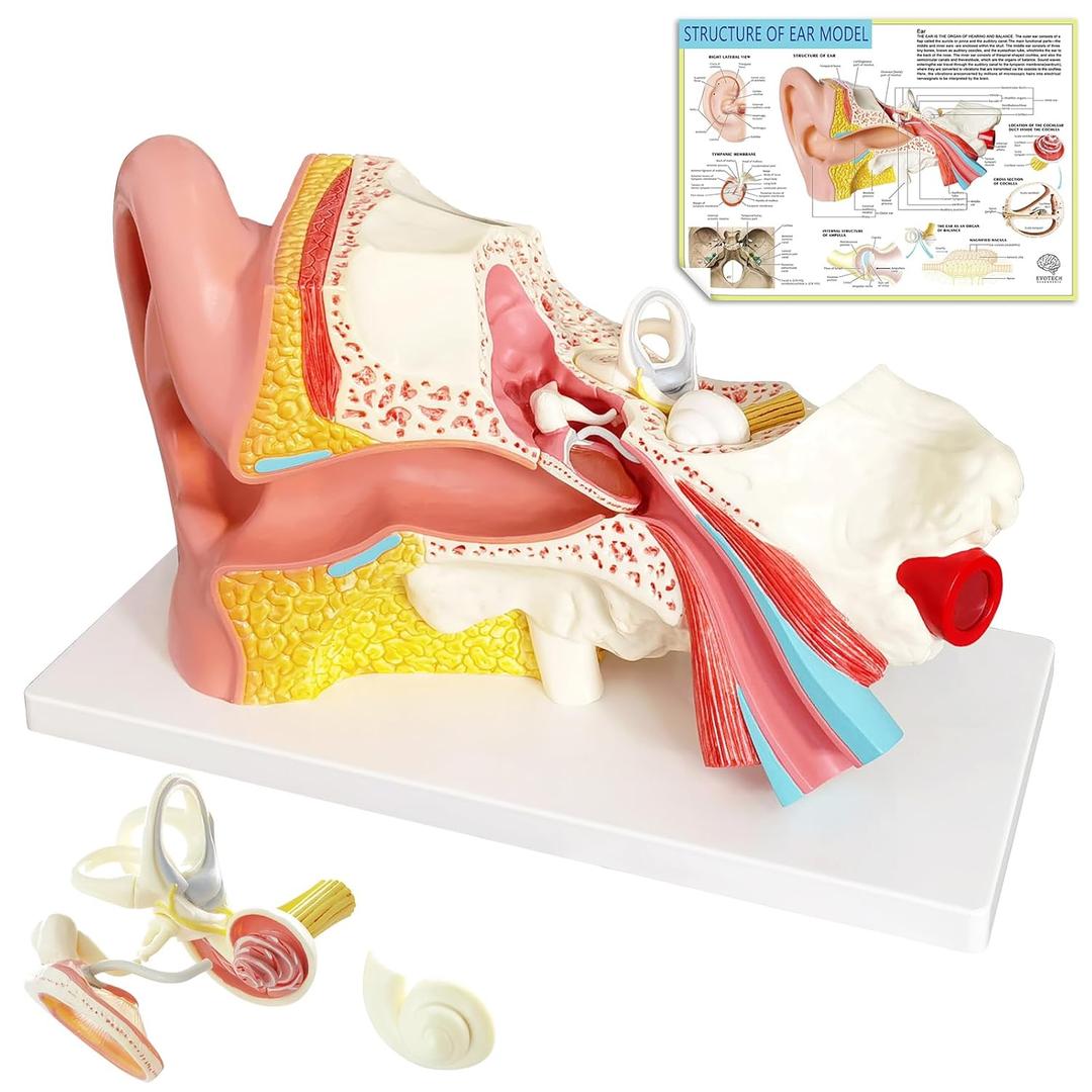 Evotech Human Ear Model Anatomy, 4 Parts 3X Enlarged Anatomical Model of Ear Display Outer, Middle, Inner Ear Model for Medical Anatomy and Physiology Study Teaching with Base