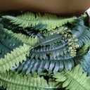 Artificial Boston Fern Plant, 28 Inch Large Faux Fern UV Resistant Outdoor Indoor, Realistic Fake Boston Fern Bush for Hanging Basket Planter Pot, No Maintenance Greenery Home Porch Patio Decor