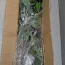 Bellacat Faux Black Olive Tree 7ft, Tall Faux Trees Indoor with Natural Trunk and Realistic Leaves. 7 Feet(84in) Artificial Tree for Home Office Dcor.