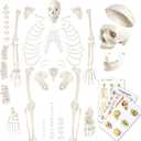 Evotech Disarticulated Human Skeleton Model For Anatomy 67 inch High, Full Size Skeleton Models with Skull, Spine, Bones, Articulated Hand & Foot, for Anatomy Medical Learning