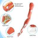 EVOTECH SCIENTIFIC Human Anatomical Muscular Arm Model, 7 Part Life Size Numbered Muscular Upper Limb Hand Model with Removable Muscles for Medical Physiology Study Teaching Includes Stand Poster