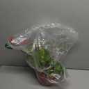 Shop Succulents Rare Pothos Neon Queen, Live Indoor Plant, Low Maintenance Houseplant with Vibrant Neon Green and White Variegated Leaves, Home Decor, Office Plant, 6 Inch Nursery Pot